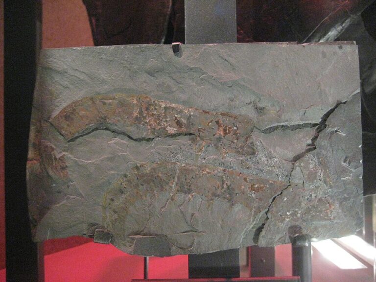 Anomalocaris: Kambriyen baskın avcısı (525 Ma)