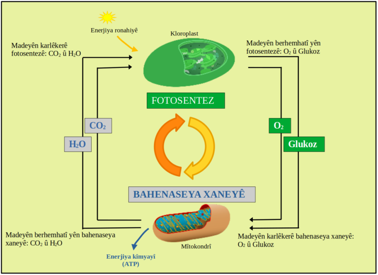 Fotosentez: Photosystem II: evolutionary perspectives – PMC - Görsel İncelemesi